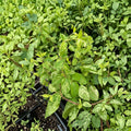 Variegated Honeysuckle Vine – Lonicera japonica ‘Mint Crisp’ Live Plant | Fragrant Climbing Vine | Cream & Green Foliage | Patio & Garden Trellis Plant