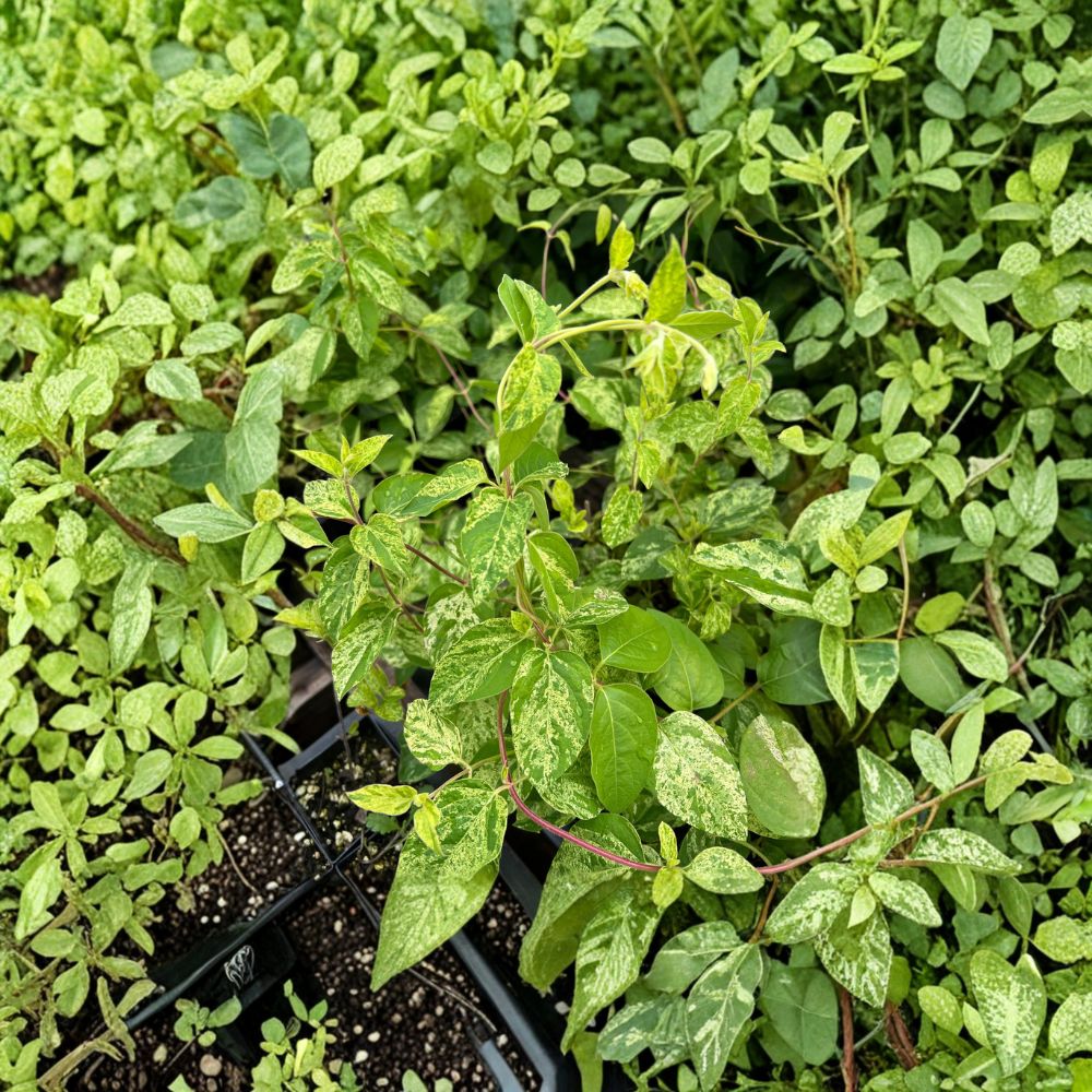 Variegated Honeysuckle Vine – Lonicera japonica ‘Mint Crisp’ Live Plant | Fragrant Climbing Vine | Cream & Green Foliage | Patio & Garden Trellis Plant