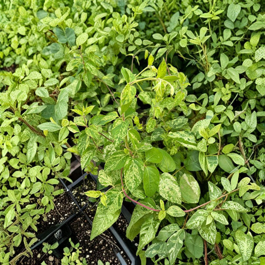 Variegated Honeysuckle Vine – Lonicera japonica ‘Mint Crisp’ Live Plant | Fragrant Climbing Vine | Cream & Green Foliage | Patio & Garden Trellis Plant