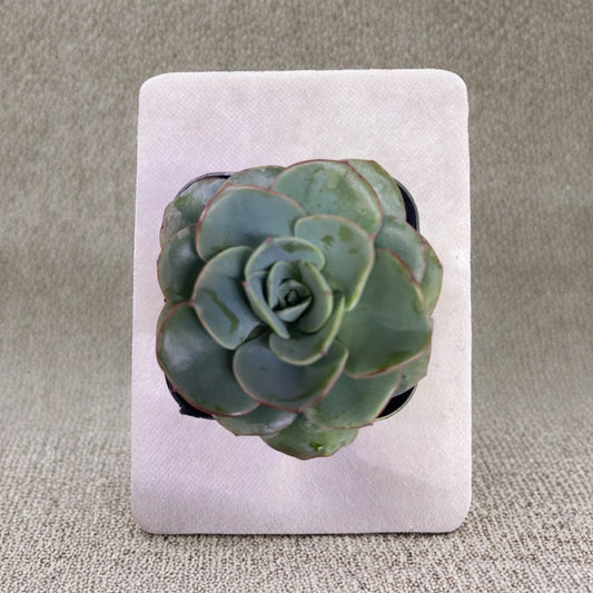 Echeveria ‘Atlantis’ – Live Succulent Plant | 2 Inch Fully Rooted | Variegated Rosette | Cream & Green Foliage | Drought Tolerant | Easy Care Houseplant