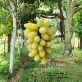 Gold Finger Grape Plant – Vitis vinifera Live Vine | Japanese Premium Sweet Grape | Potted Table Grape | ゴールドフィンガー 金手指葡萄