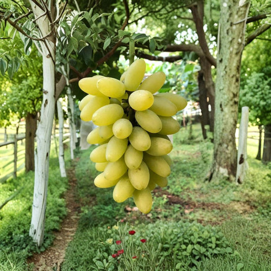 Gold Finger Grape Plant – Vitis vinifera Live Vine | Japanese Premium Sweet Grape | Potted Table Grape | ゴールドフィンガー 金手指葡萄