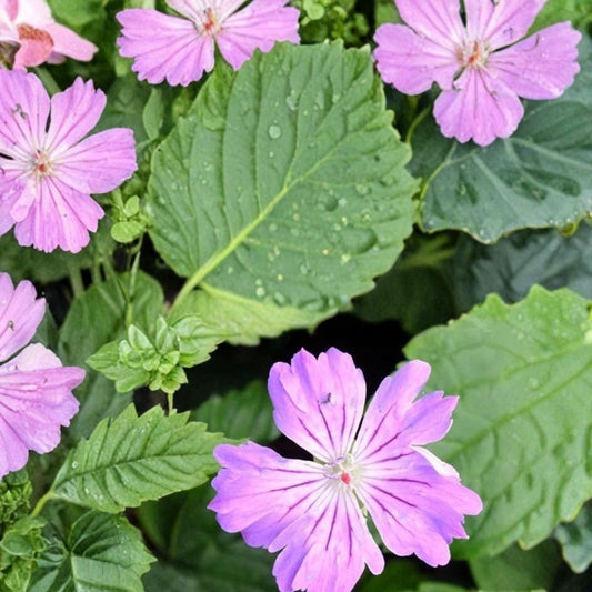 Hexham Feathers Geranium Seeds – 25+ Premium Pelargonium Flower Seeds | Colorful Garden & Patio Blooms | Easy Grow Flowers