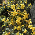 Carolina Jasmine Plant Set of 7 – Gelsemium sempervirens Live Bare Root Vines | 8–10 Inch Starter | Yellow Flower Climbing Vine | Hummingbird Friendly