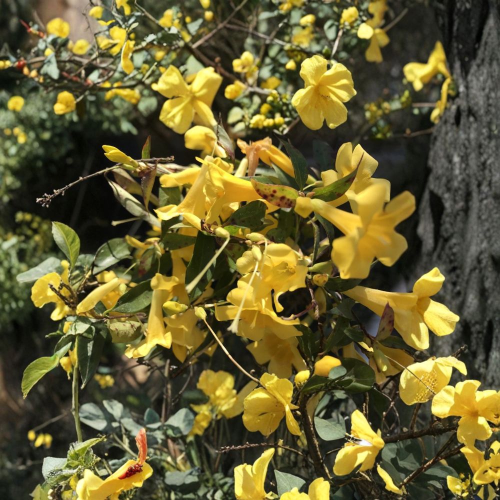 Carolina Jasmine Plant Set of 7 – Gelsemium sempervirens Live Bare Root Vines | 8–10 Inch Starter | Yellow Flower Climbing Vine | Hummingbird Friendly