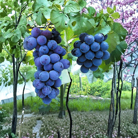Kyoho Grape Cuttings – 6 Pack | Japanese Giant Grape Propagation | Sweet Muscat Flavor | Large Purple Table Grapes | US Seller