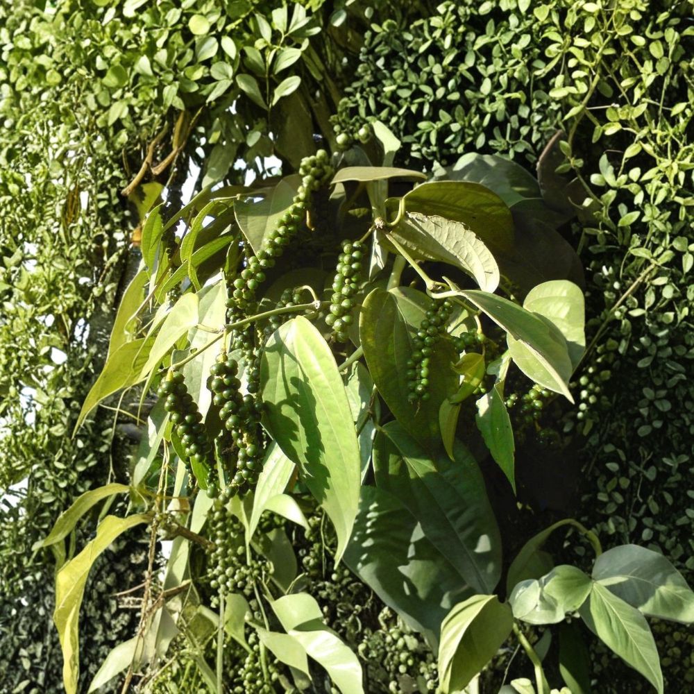 Black Pepper Plant – Piper nigrum Live Starter Plant | Rooted Tropical Pepper Vine | Includes Nursery Pot | Container Friendly