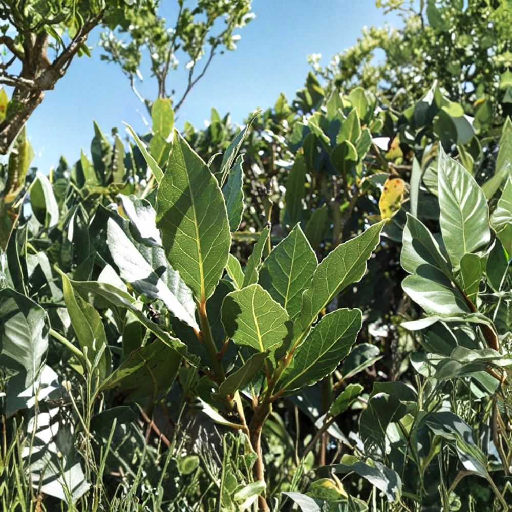 Sweet Bay Laurel Cuttings – Laurus nobilis Live Plant | 10 Fresh 6–8 Inch Herb Tree Cuttings | DIY Propagation | Culinary Bay Leaf | Priority Shipping