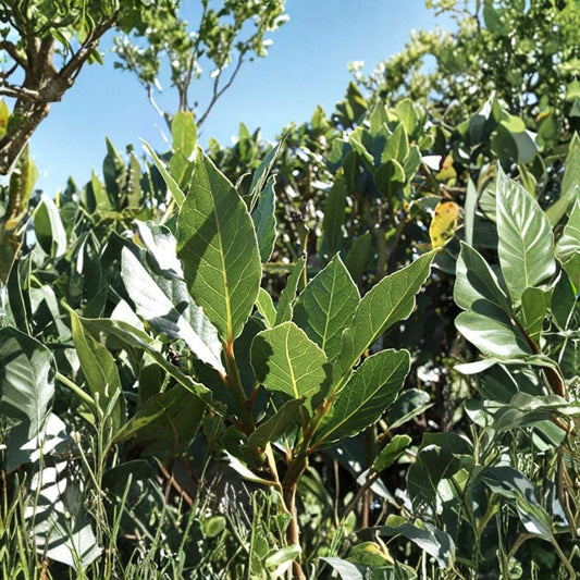 Sweet Bay Laurel Cuttings – Laurus nobilis Live Plant | 10 Fresh 6–8 Inch Herb Tree Cuttings | DIY Propagation | Culinary Bay Leaf | Priority Shipping
