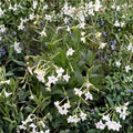 Nicotiana Alata – Jasmine Flowering Tobacco Seeds | 20+ Seeds | Night Fragrant Blooms | Easy Grow Ornamental Flower