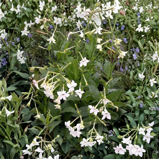 Nicotiana Alata – Jasmine Flowering Tobacco Seeds | 20+ Seeds | Night Fragrant Blooms | Easy Grow Ornamental Flower