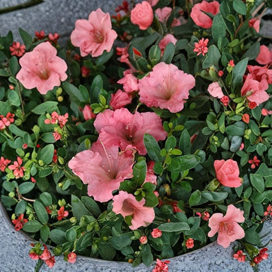 Pink Gumpo Dwarf Azalea – Azalea 'Gumpo Pink' Live Starter Plant | Evergreen Flowering Shrub | Compact Landscape Plant | 1 Starter Plant