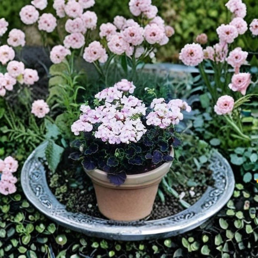 Geranium Black Velvet Appleblossom – Pelargonium Seeds | 1,000 Seeds | Pink Appleblossom Blooms | Chocolate Foliage Variety | Pot & Patio Friendly | Easy to Grow