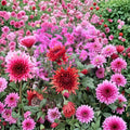 Autumn Ruby Chrysanthemum Plants – 2 Pack Live Mums | Deep Red 4–6 Inch Blooms | Cold Hardy Perennial | Potted Fall Flower | Garden & Patio Ready