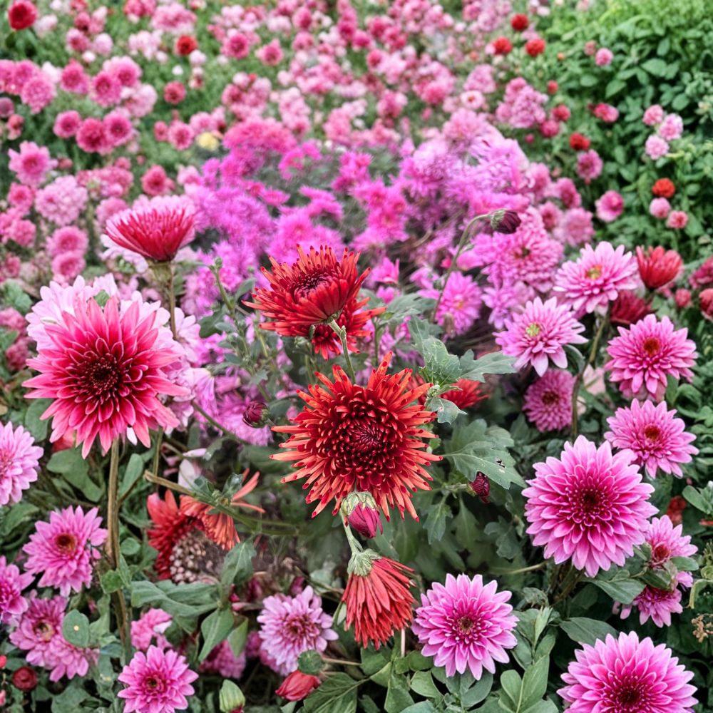 Autumn Ruby Chrysanthemum Plants – 2 Pack Live Mums | Deep Red 4–6 Inch Blooms | Cold Hardy Perennial | Potted Fall Flower | Garden & Patio Ready