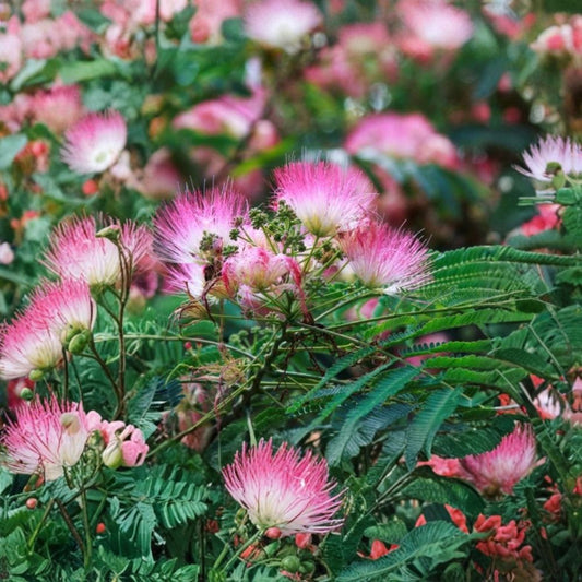 Pink Mimosa Tree – Albizia julibrissin Live Bare Root Sapling | Silk Tree | 1+ Foot Tall