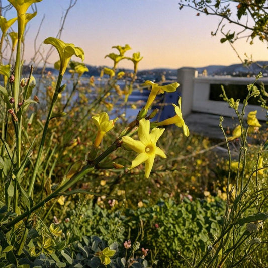 Winter Jasmine Live Plant – Jasminum nudiflorum Rooted Cutting | Yellow Early Spring Flowers | Hardy Shrub Vine | Cold Tolerant