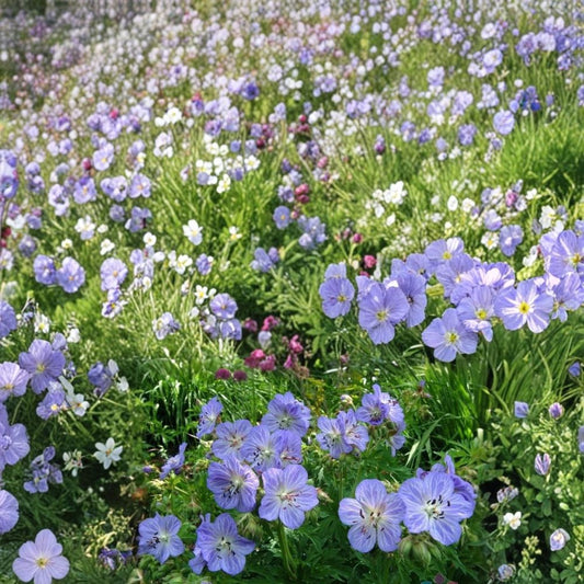 Mrs. Kendal Clark Geranium Seeds – 25+ Hardy Cranesbill Flower Seeds | FREE SHIPPING