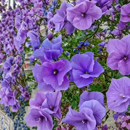 Blue Hibiscus Live Starter Plant – Alyogyne huegelii | Well Rooted | Ships in Nursery Pot | Flowering Shrub for Patio & Garden | Easy to Grow