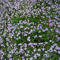 Wild Geranium Bare Roots – Geranium maculatum Native Woodland Plant | 5 Bare Roots Included | Hardy Cranesbill Wildflower | Shade Garden Friendly | Easy to Grow