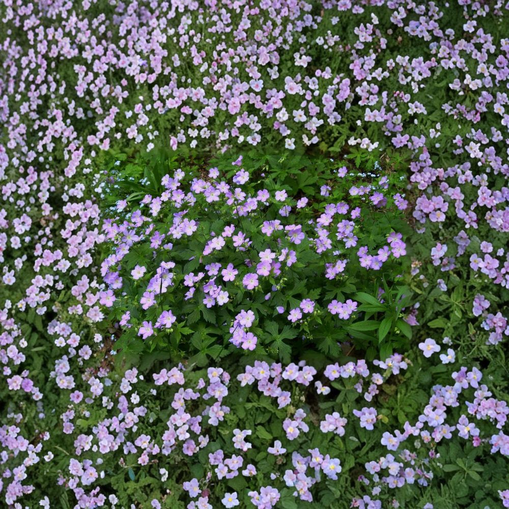 Wild Geranium Bare Roots – Geranium maculatum Native Woodland Plant | 5 Bare Roots Included | Hardy Cranesbill Wildflower | Shade Garden Friendly | Easy to Grow