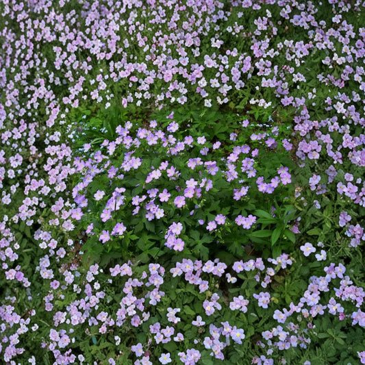 Wild Geranium Bare Roots – Geranium maculatum Native Woodland Plant | 5 Bare Roots Included | Hardy Cranesbill Wildflower | Shade Garden Friendly | Easy to Grow
