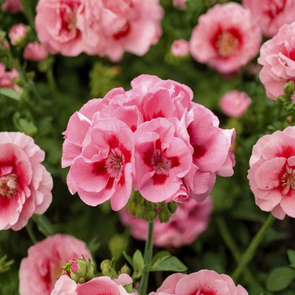 Pink Flame Geranium Starter Plant – Live Pelargonium Flower Plant | Vibrant Pink Patio & Garden Blooms