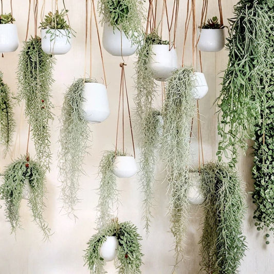 Spanish Moss – 10 Gallons Fresh Live Tillandsia | Florida Air Plant | Natural Filler & Spiller | Hanging Décor | Garden & Container Use | Fresh Picked