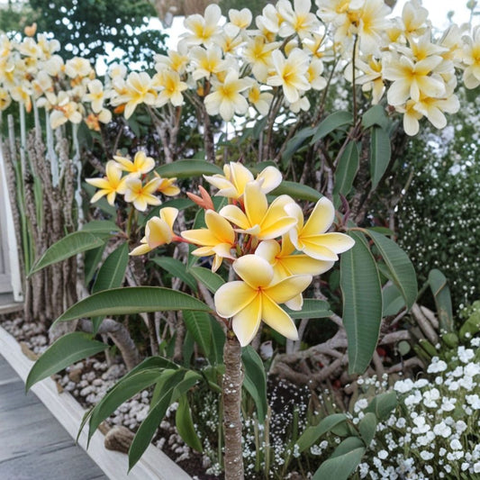 Blazing Sun Hawaii Plumeria Cuttings | 2 Fresh 10–12 Inch Cuttings | Frangipani | Large Yellow Flowers | Tropical Flowering Plant | Rooting Starter