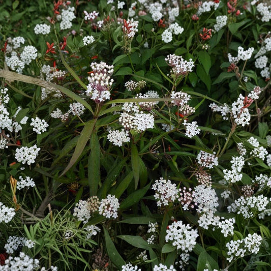 2 White Vining Milkweed Live Plants – 4–6 Inch Starters | Climbing Perennial | Pollinator & Butterfly Garden | No Pot