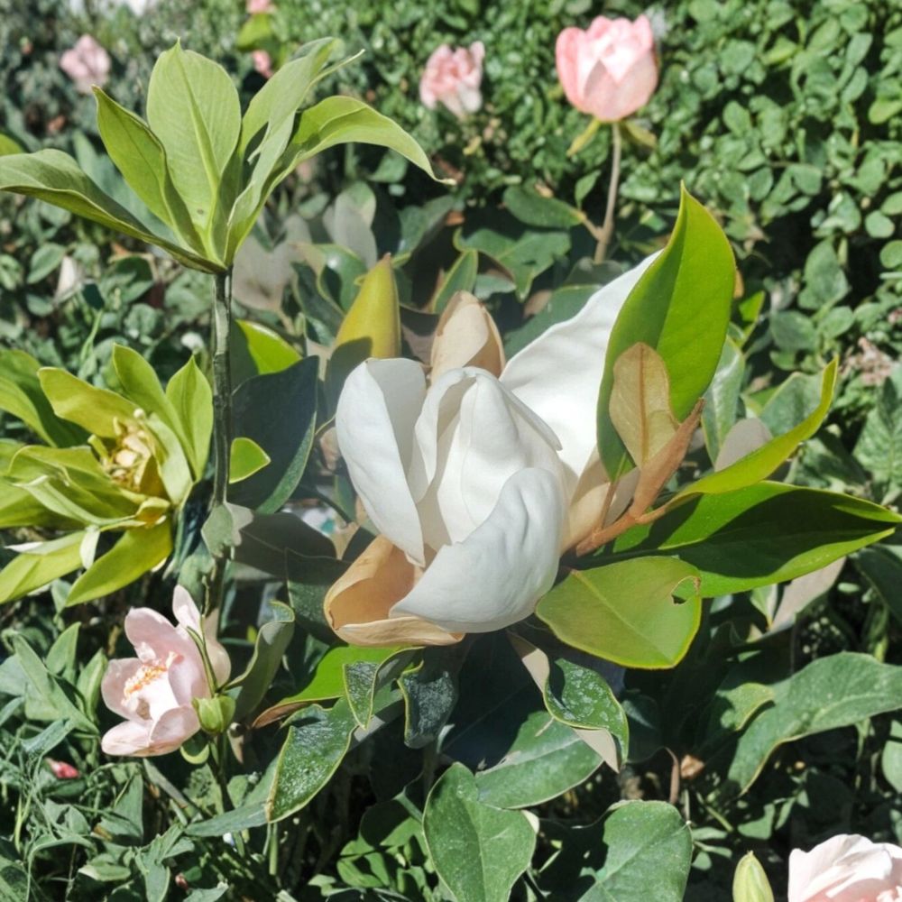 Southern Magnolia Tree – Magnolia grandiflora Live Flowering Tree | 4–5 Feet Tall | 5 Gallon Size | Fragrant White Blooms | Evergreen Shade Tree