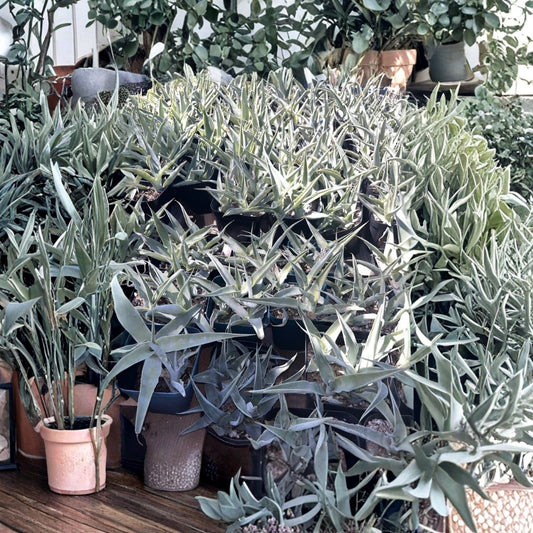 Octopus Agave – Agave vilmoriniana Live Plants | Set of 3 Rooted Succulents | 4 Inch Nursery Pots | Drought-Tolerant Landscape Plants
