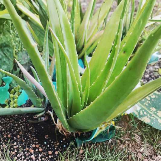 Aloe Vera Live Plant – Aloe barbadensis | 8 Inch Rooted Starter | Medicinal Succulent Houseplant | Thick Fleshy Leaves | Bare Root