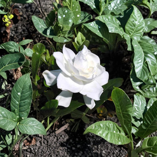 Gardenia Plant Set of 2 – Gardenia jasminoides Live Starter | 6 Inch Tall Rooted Cuttings | White Fragrant Cape Jasmine | Bare Root Shrub