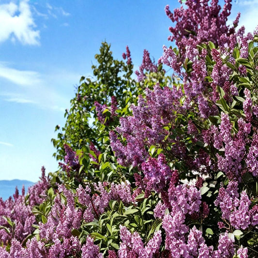 Common Lilac Bush – Live Bare Root Plant | 10–14 Inches Tall | Fragrant Flowering Shrub | Hardy Landscape Favorite