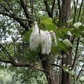 Cottonwood Tree Cuttings – Populus deltoides Live Plant | 2 Fast Growing Tree Cuttings | Native Shade Tree | Privacy & Windbreak Starter
