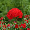 Horizon Red Geranium Seeds – 15 F1 Hybrid Flower Seeds | Compact Red Zonal Geranium | Patio & Container Friendly | Easy to Grow