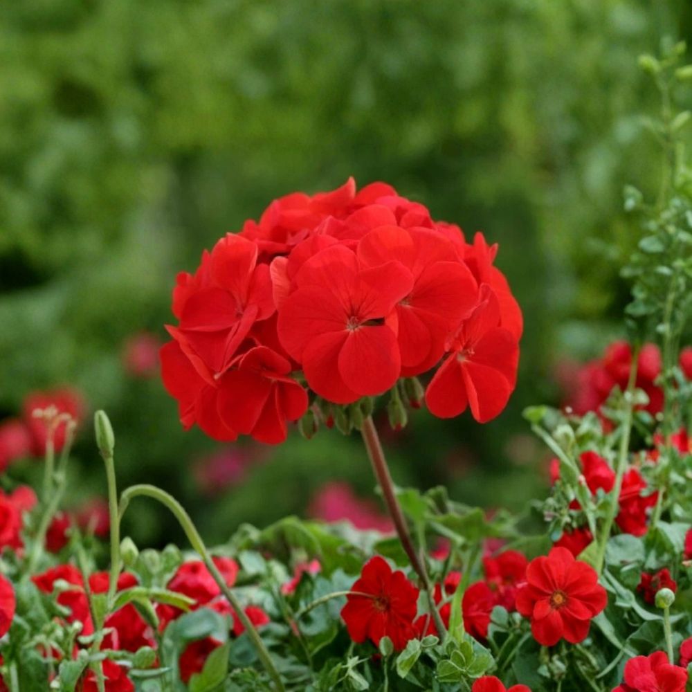 Horizon Red Geranium Seeds – 15 F1 Hybrid Flower Seeds | Compact Red Zonal Geranium | Patio & Container Friendly | Easy to Grow