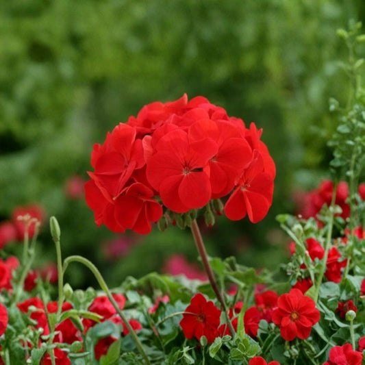 Horizon Red Geranium Seeds – 15 F1 Hybrid Flower Seeds | Compact Red Zonal Geranium | Patio & Container Friendly | Easy to Grow