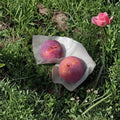 Kiyo Japanese Plum Tree – Prunus salicina Live Plant | 3 Ft Potted Premium Large Fruit Plum | Sweet Red Plum Tree | 貴陽 (きよう)