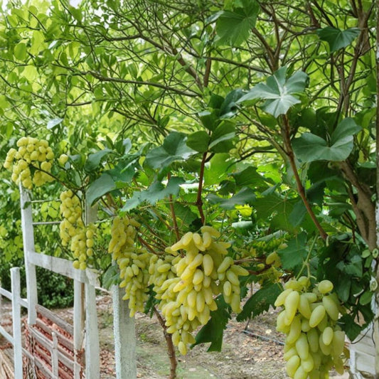 Gold Finger Grape Cuttings – Vitis vinifera (5 PCS) | Japanese Table Grape Propagation | Sweet Golden Variety | DIY Growing Kit
