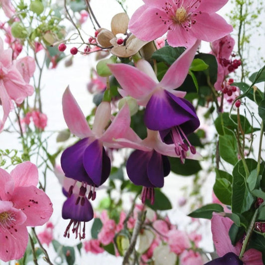 Lena Fuchsia – Fuchsia Live Plant | 2–6 Inches Tall | 5 Inch Pot | Double Pink & Purple Flowers | Hanging Basket Plant | Hummingbird Friendly
