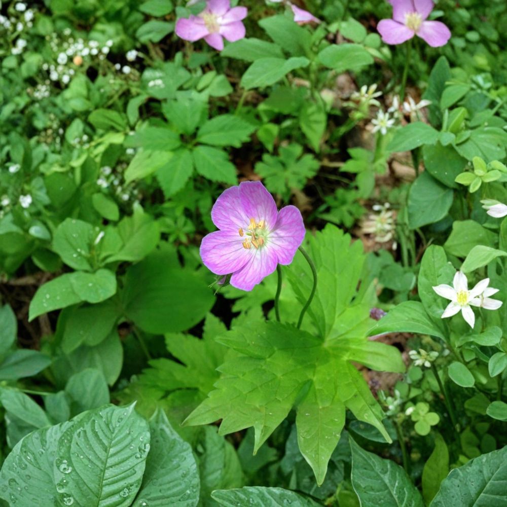 Wild Geranium Bare Roots – 3 Geranium Maculatum Cranesbill Plants | Hardy Woodland Perennial for Shade Gardens