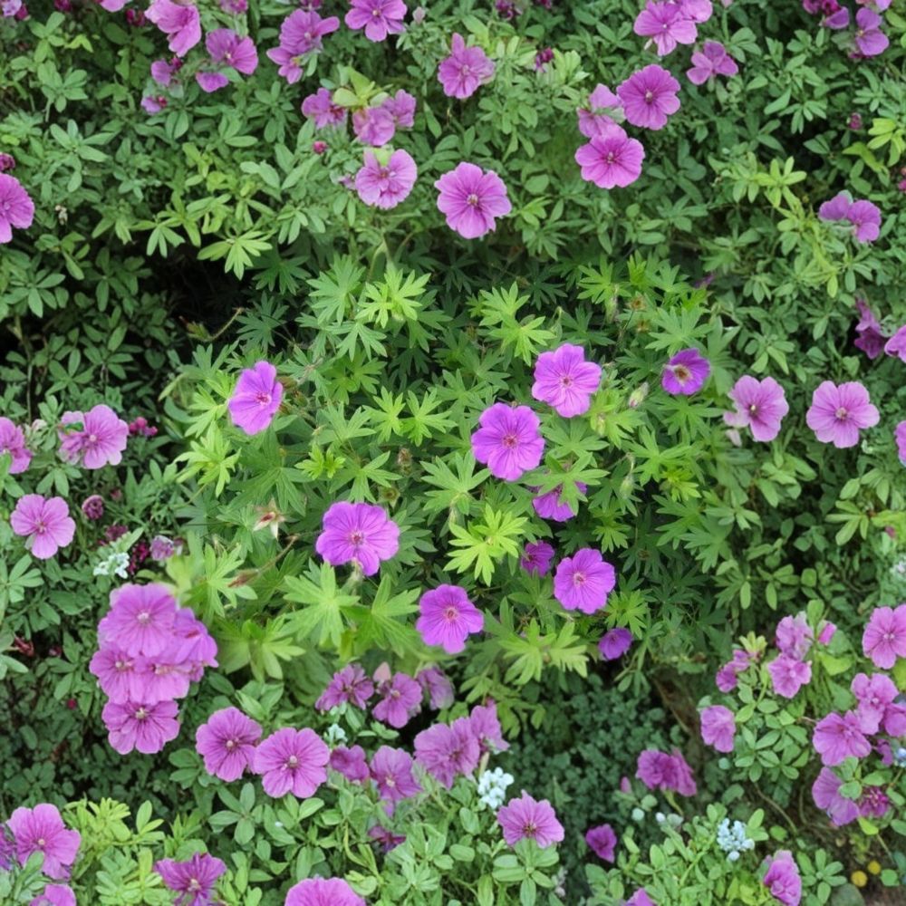 Wild Cranesbill Geranium Bare Roots – 10 Organic Geranium Maculatum Plants | Native Woodland Perennial | Shade Garden Friendly