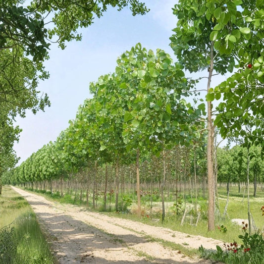 Paulownia Elongata Tree – Live Fast Growing Shade Tree | Timber Tree Starter Plant | Rapid Growth Hardwood Tree | Outdoor Garden Plant USA