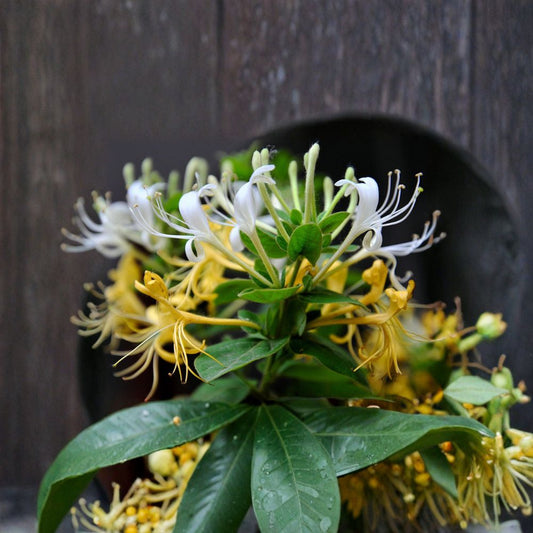Japanese Honeysuckle Plant – Lonicera japonica Live Rooted Plant | Fragrant Flowering Vine Herb | Bonsai Friendly | 忍冬 金银花苗
