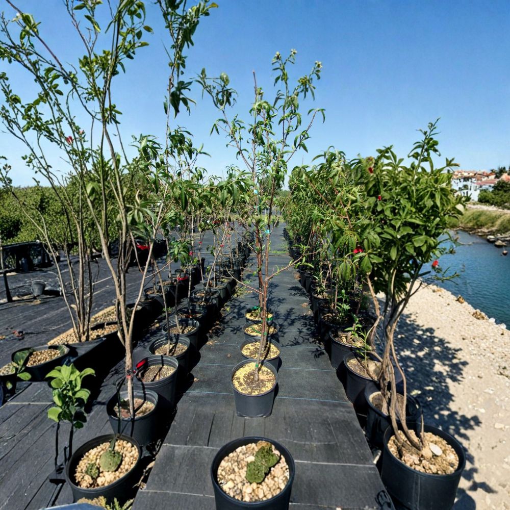 Royal Zest Three Peach Tree – Prunus persica Live Fruit Tree | 4–6 Feet Tall | Sweet Freestone Peaches | Mid-Season Harvest | Easy to Grow