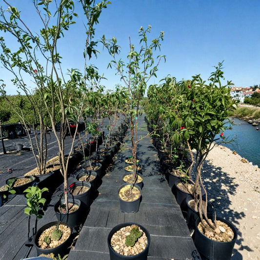 Royal Zest Three Peach Tree – Prunus persica Live Fruit Tree | 4–6 Feet Tall | Sweet Freestone Peaches | Mid-Season Harvest | Easy to Grow