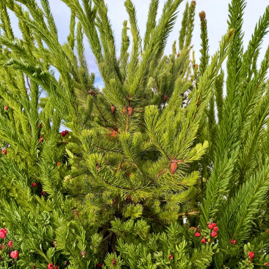 Lodgepole Pine Live Plant | Pinus contorta | 3–6 Inch Evergreen Tree | 3 Inch Pot | Cold Hardy Conifer | Landscaping & Reforestation Plant | Zones 4–8