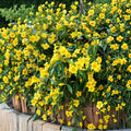 Carolina Jasmine Live Plant – Yellow Jessamine Vine 4–6 Inch Starter | Fragrant Spring Flower Vine | Outdoor Climbing Plant